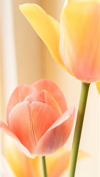yellow and red tulip in bloom close up photo wallpaper