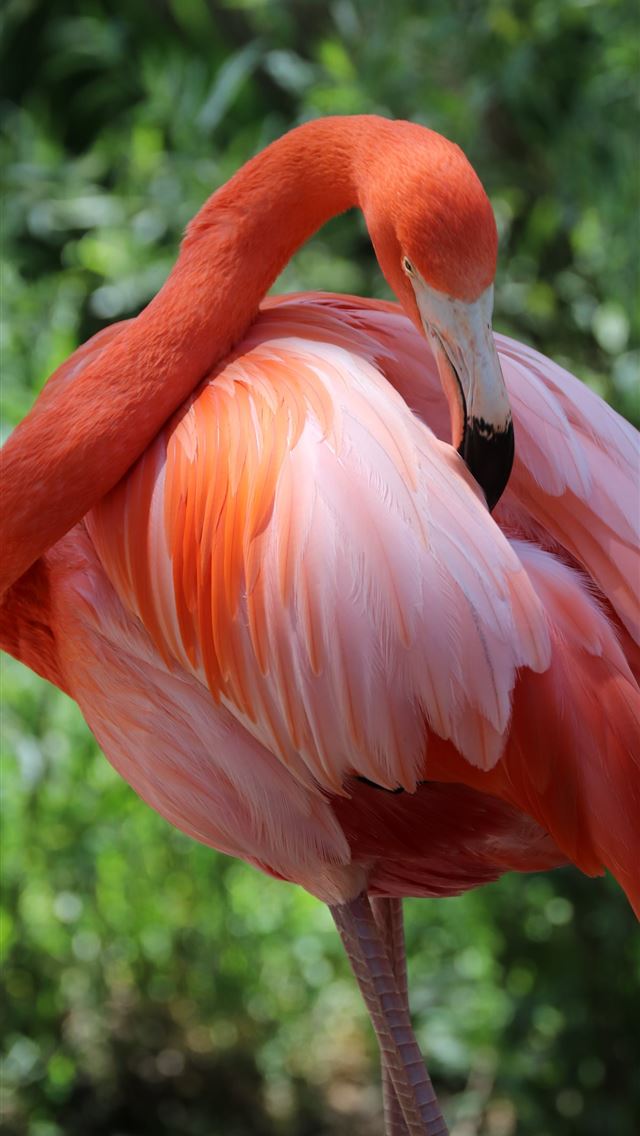 1284x2778 pink pelican - pink iPhone Wallpaper