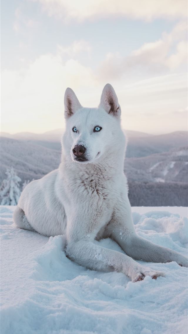 1284x2778 photo of adult short coated white dog -  iphone 13 Wallpaper