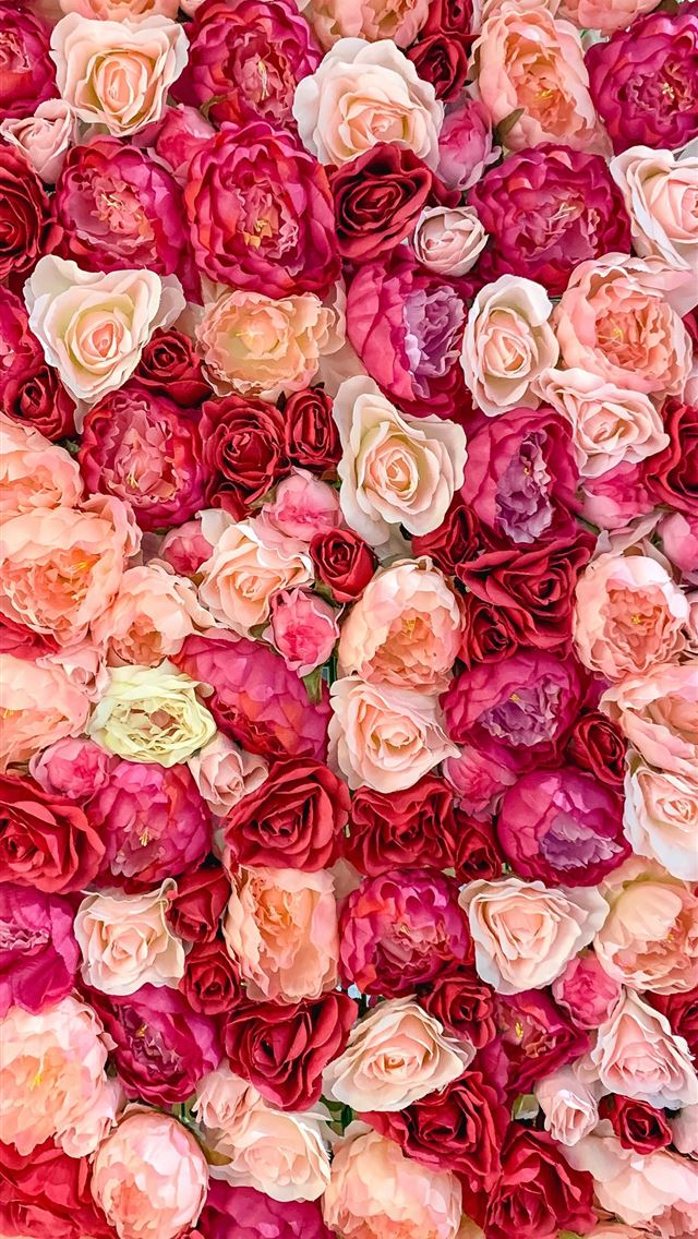 1284x2778 pink and white rose petals - australia iPhone Wallpaper