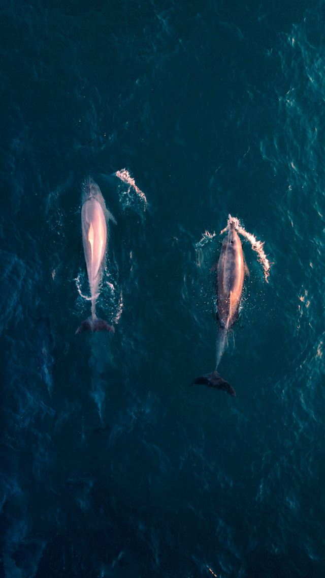 1284x2778 aerial view photography of two dolphins in water - australia iPhone Wallpaper