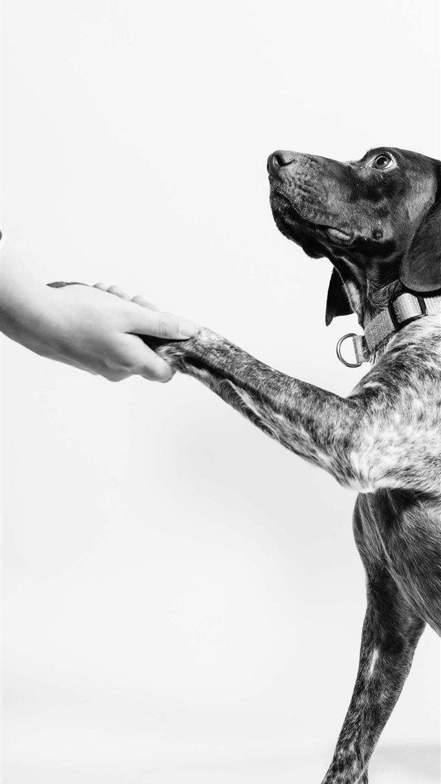 1284x2778 grayscale photo of person and dog holding hands - animal iPhone Wallpaper