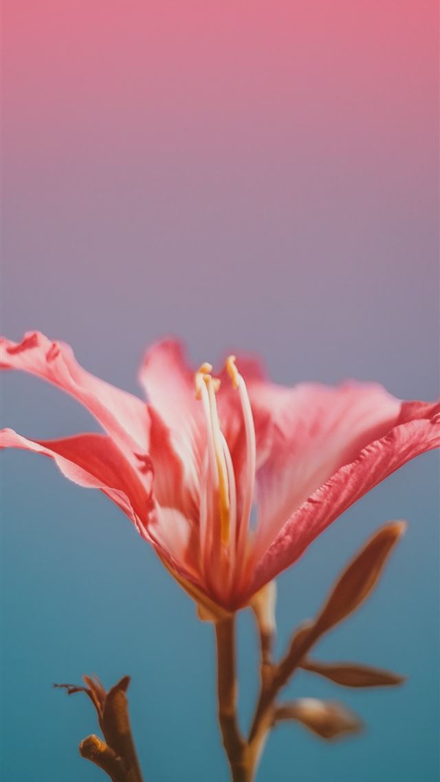 1125x2436 pink flower closeup photo - summer iPhone Wallpaper