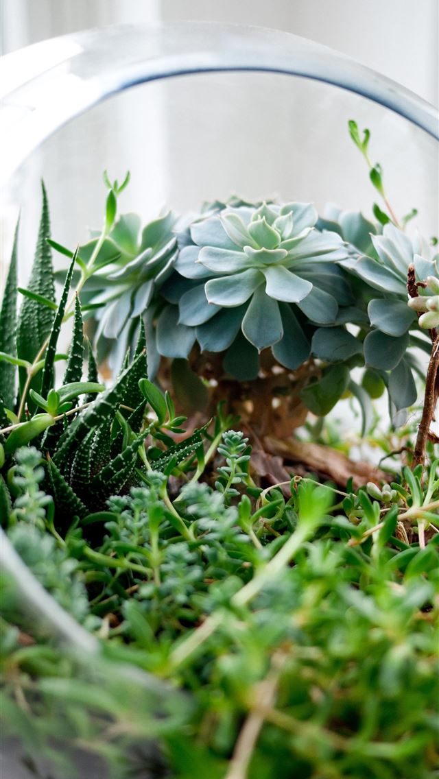 1284x2778 succulent plants in clear glass terrarium - health iPhone Wallpaper