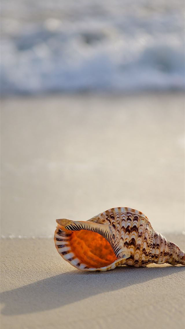 1284x2778 brown and white conch on seashore - wave iPhone Wallpaper