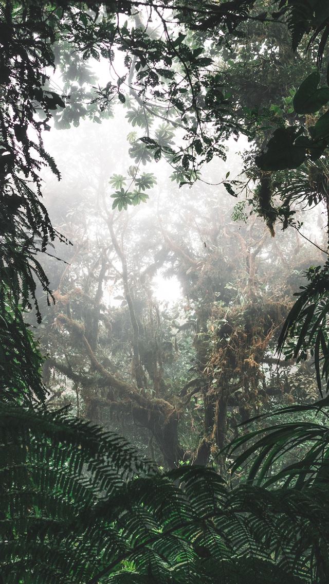 1284x2778 green and black trees at daytime - clouds iPhone Wallpaper