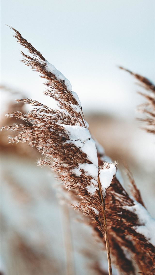 1284x2778 brown wheats under gray sky - winter iPhone Wallpaper