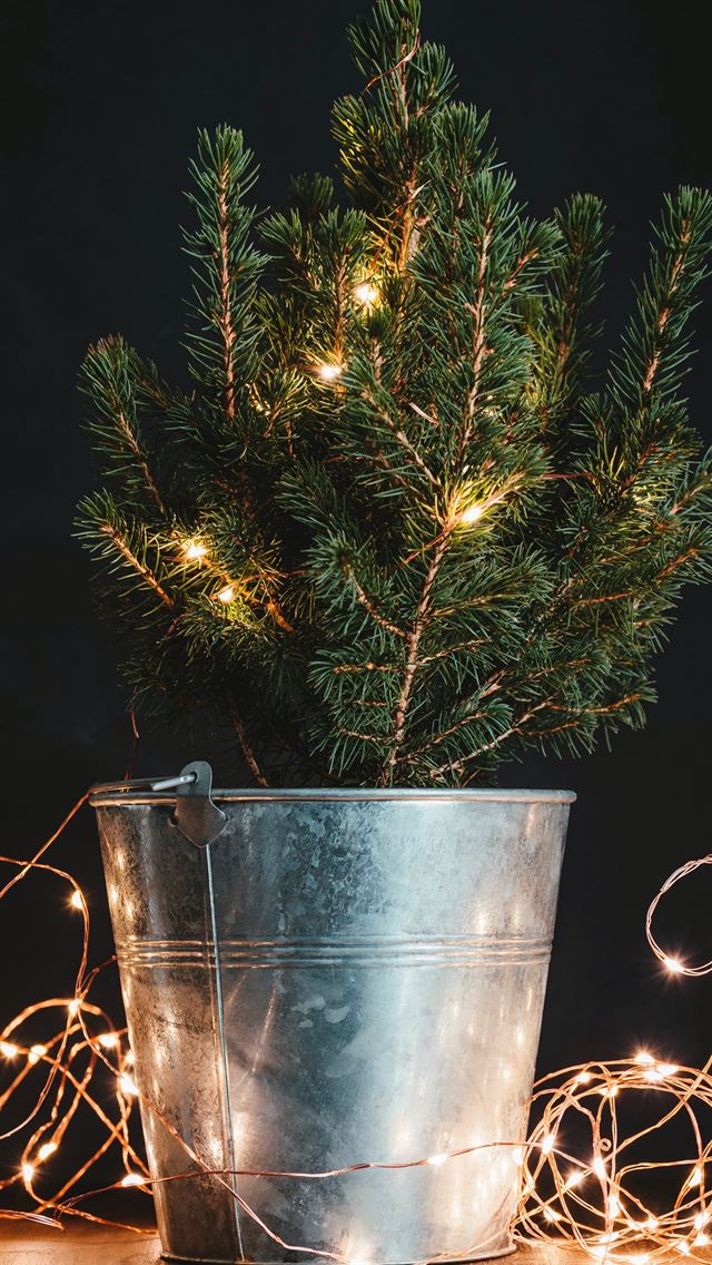 1284x2778 green Christmas tree in bucket with string lights - holiday iPhone Wallpaper