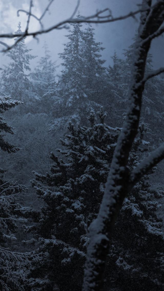 1284x2778 trees coated snow - trees iPhone Wallpaper