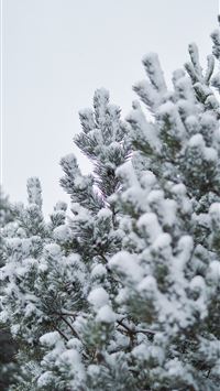 snow covered by tree during daytime wallpaper