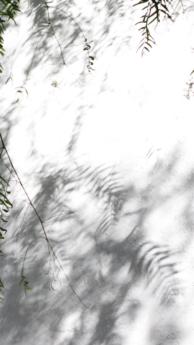 1284x2778 green tree leaves casting shadow on grround - minimalist iPhone Wallpaper