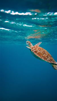 brown turtle in water during daytime wallpaper