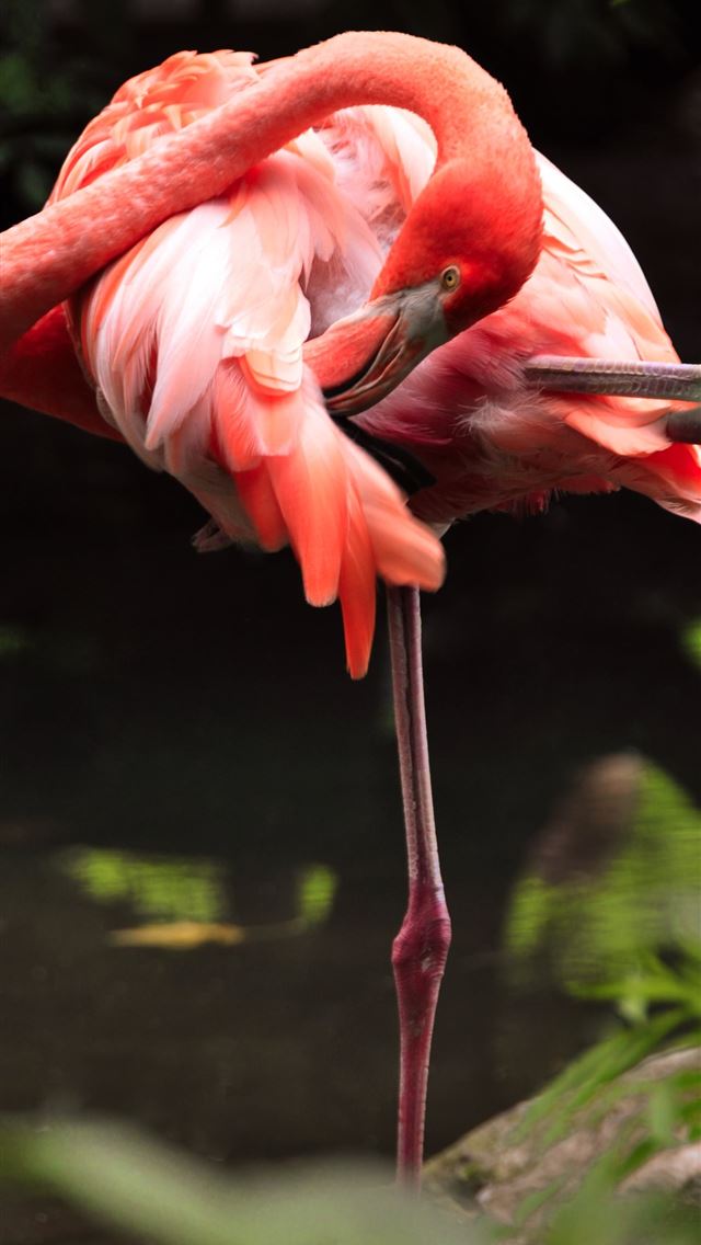 1284x2778 flamingo - belgium iPhone Wallpaper