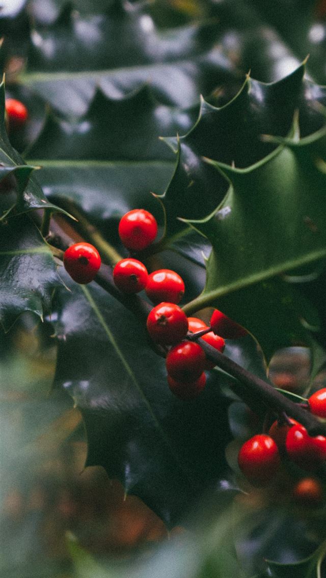 1284x2778 shallow focus photo of red fruits - portugal iPhone Wallpaper