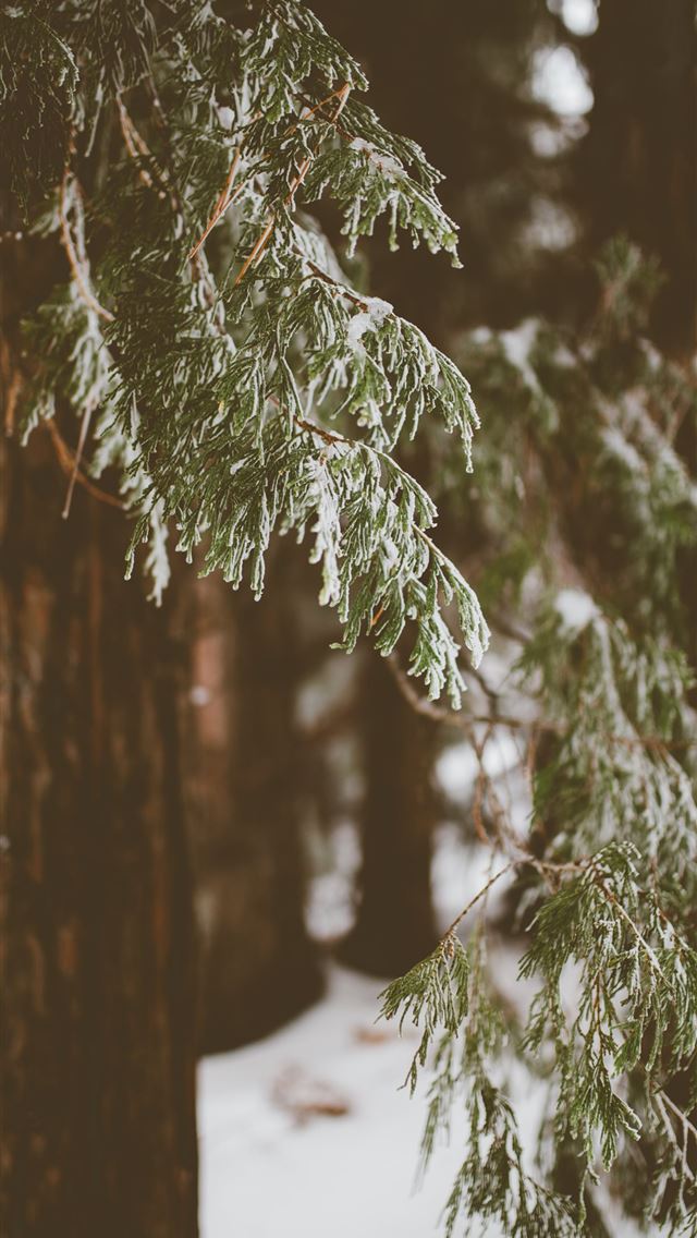 1284x2778 shallow focus photography of green trees during wi... - trees iPhone Wallpaper