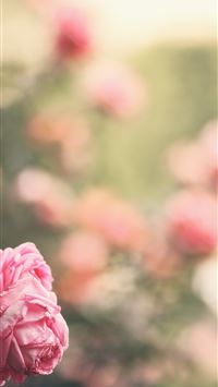 pink petaled flowers wallpaper