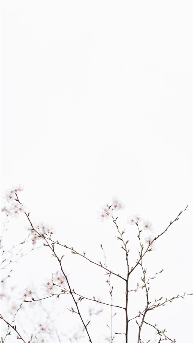 1284x2778 white cherry blossoms under white sky at dayime - japan iPhone Wallpaper