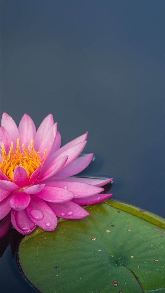 1284x2778 pink lotus flower on body of water -  iphone 13 Wallpaper