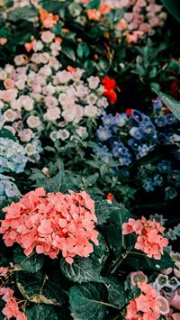 blue and pink hydrangeas wallpaper