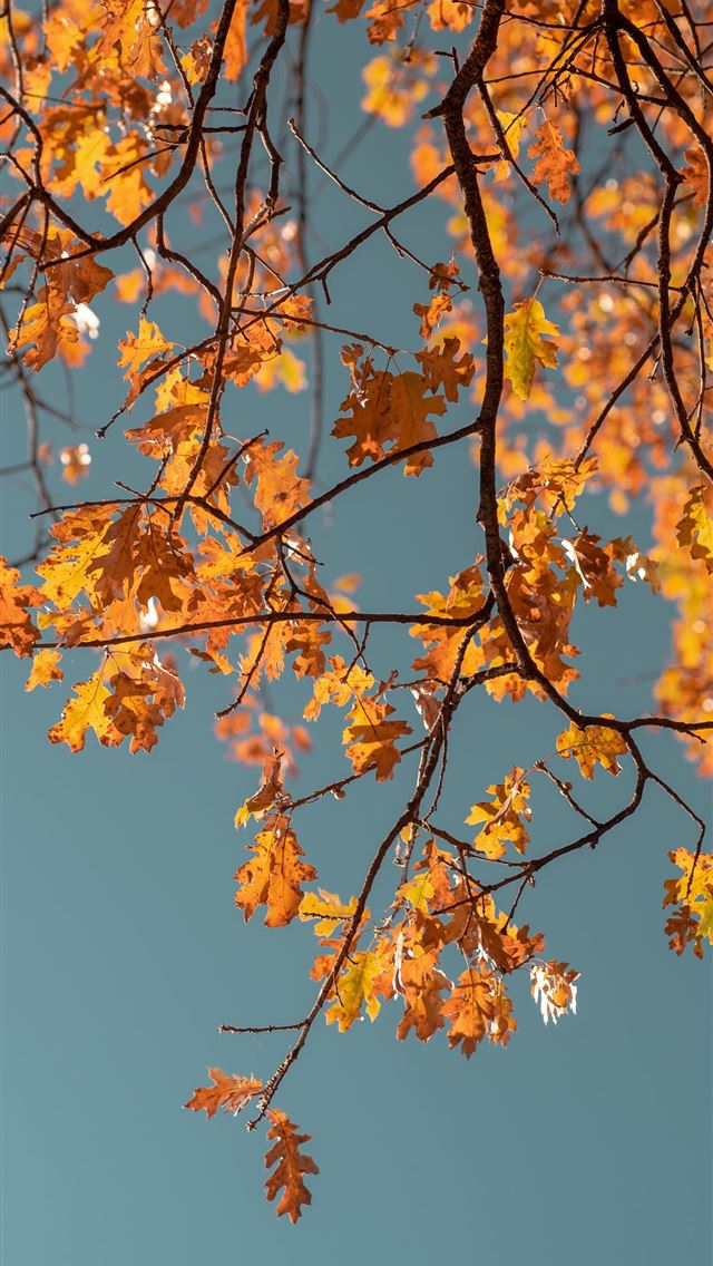 1284x2778 macro photography of orange leaf tree - leaf iPhone Wallpaper