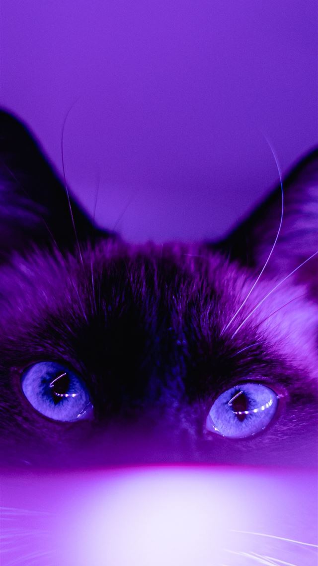 1284x2778 black cat in pink background -  iphone 13 Wallpaper