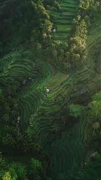 aerial photography of rice terraces during daytime wallpaper