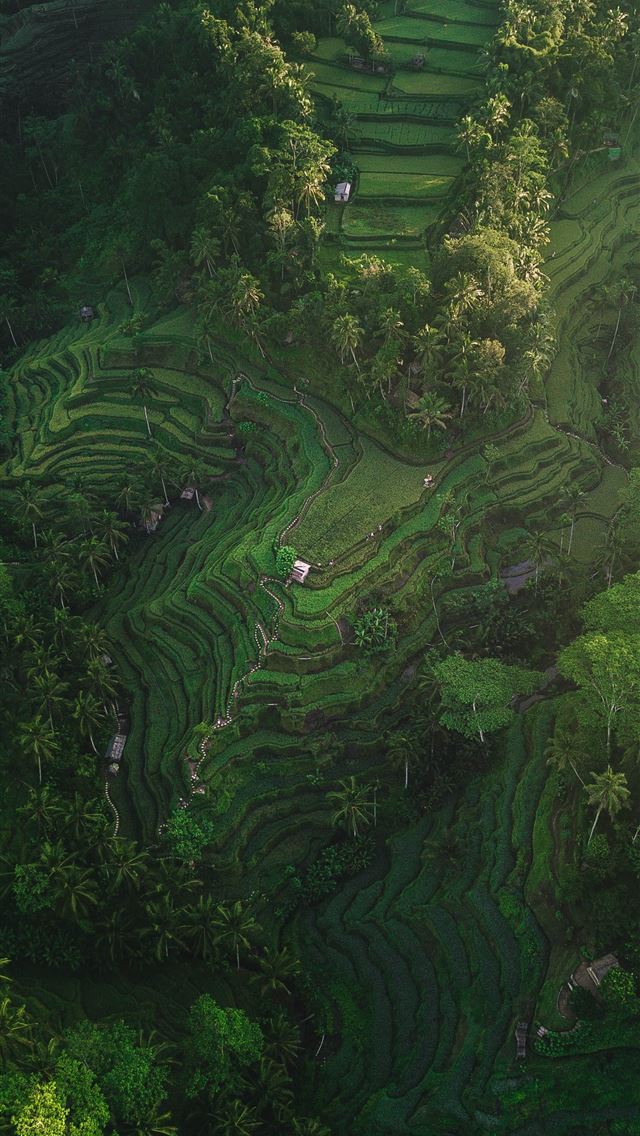 1284x2778 aerial photography of rice terraces during daytime - tegallalang iPhone Wallpaper