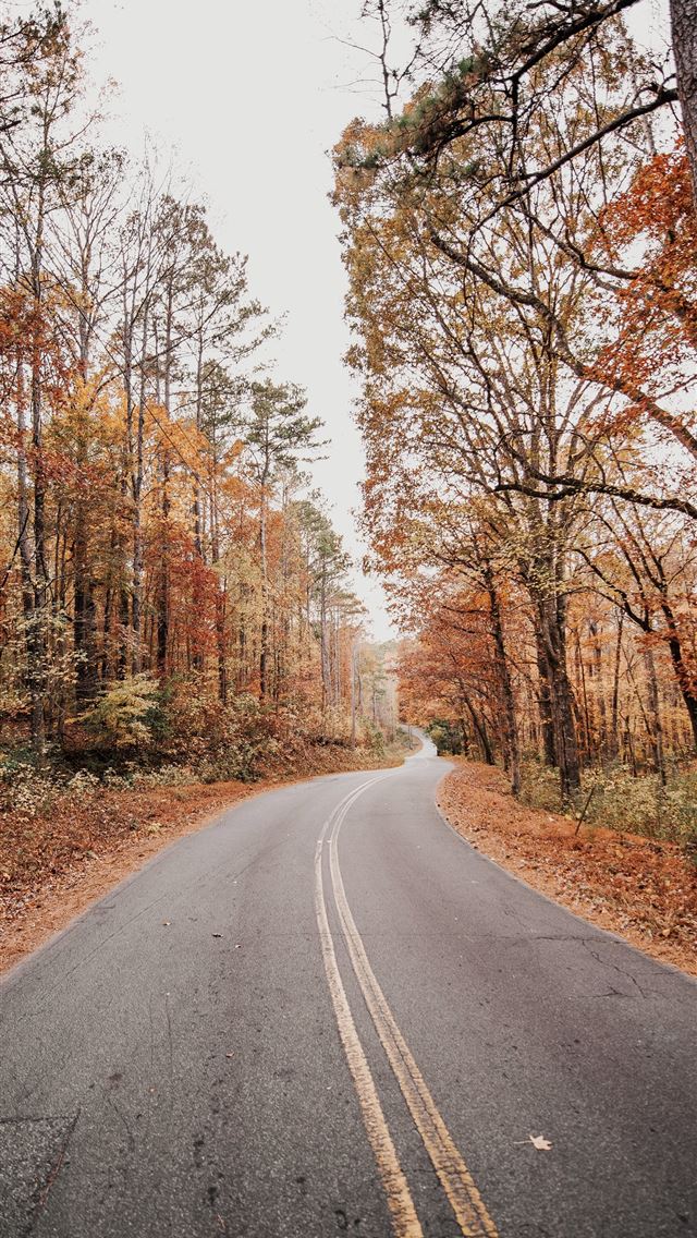 1284x2778 road between autumn forest - trees iPhone Wallpaper