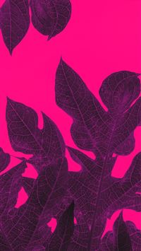 black and red leaf illustration wallpaper