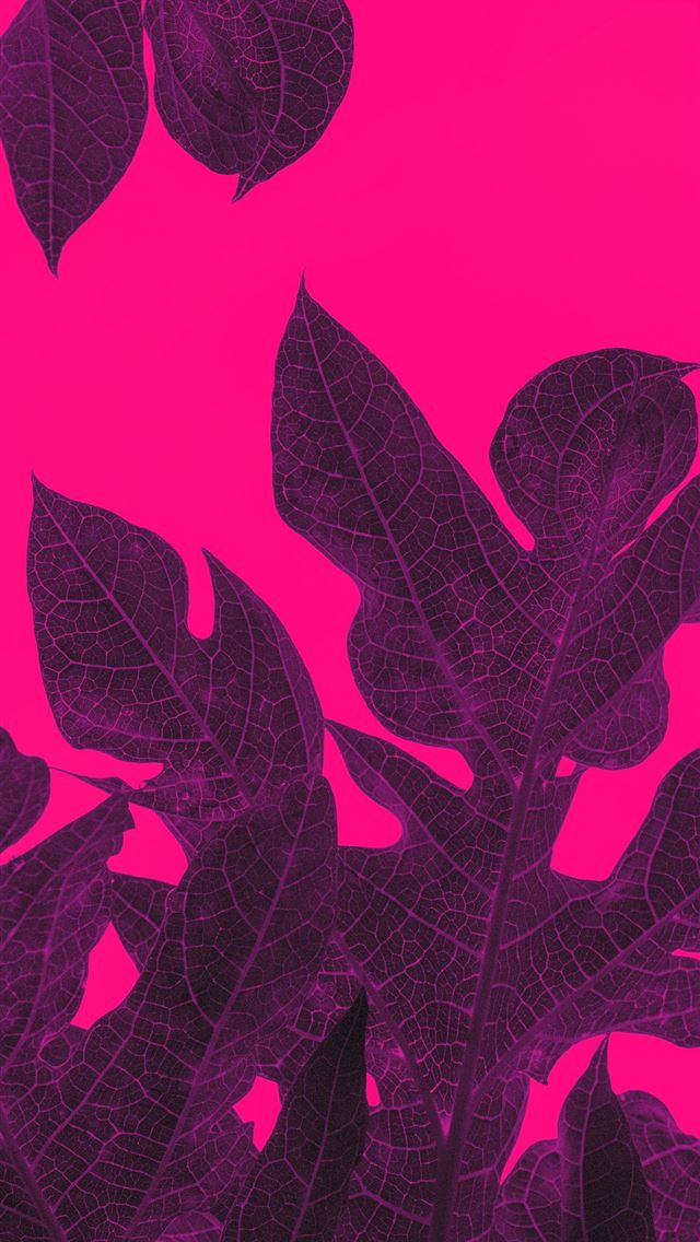 1284x2778 black and red leaf illustration - pink iPhone Wallpaper