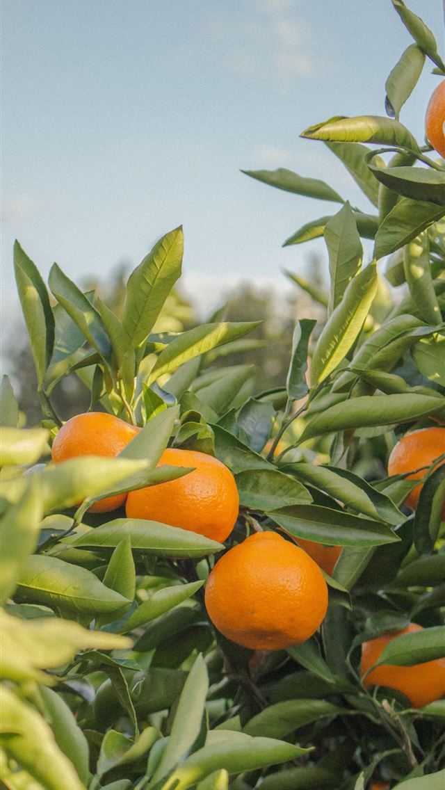 1284x2778 selective focus photography of unpicked orange fru... - fruit iPhone Wallpaper