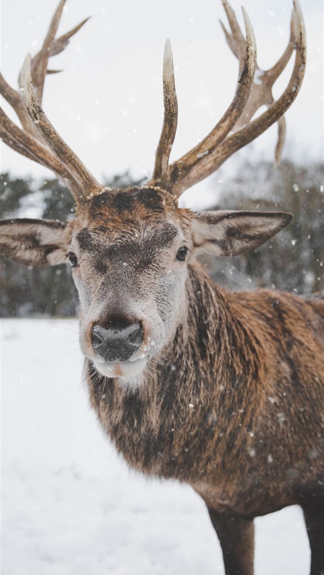 1284x2778 brown deer on snow field - deer iPhone Wallpaper