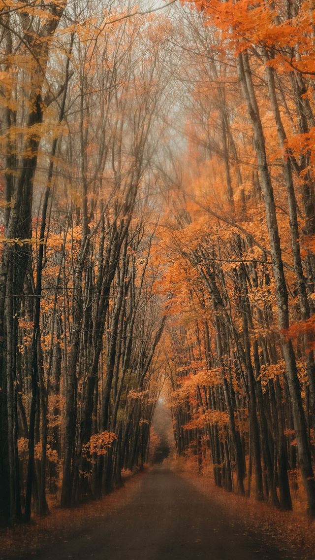 1284x2778 Hazy drive - autumn iPhone Wallpaper