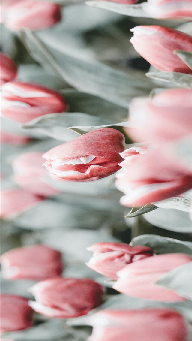 1284x2778 red tulips flowers - pink iPhone Wallpaper
