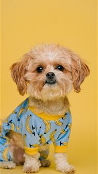 white and brown long coated small dog wearing blue... wallpaper