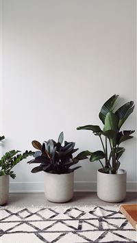 three green leafed plants wallpaper