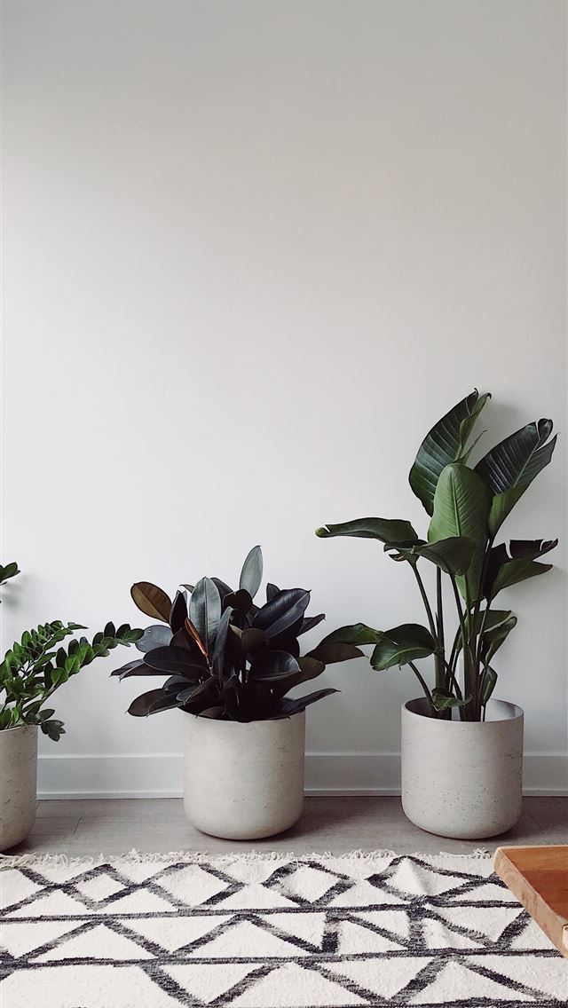 1284x2778 three green leafed plants - quebec iPhone Wallpaper