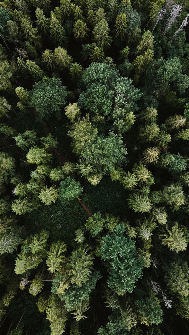 1284x2778 green pine tree during daytime - woods iPhone Wallpaper