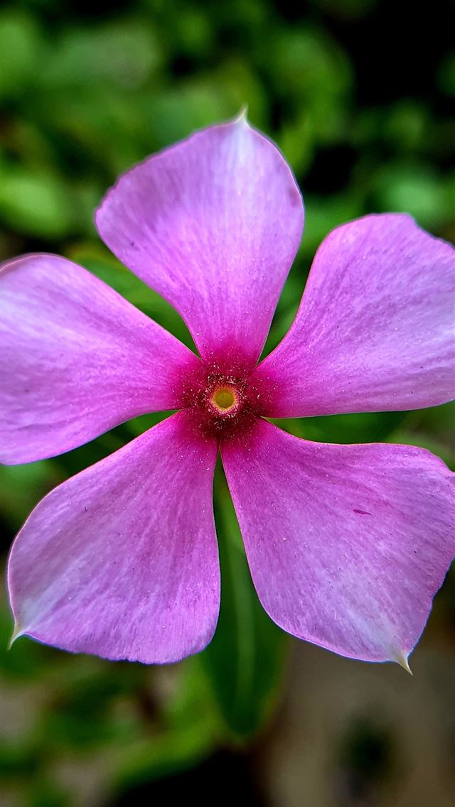 1284x2778 selective focus photography of 5 petaled flower - flower iPhone Wallpaper
