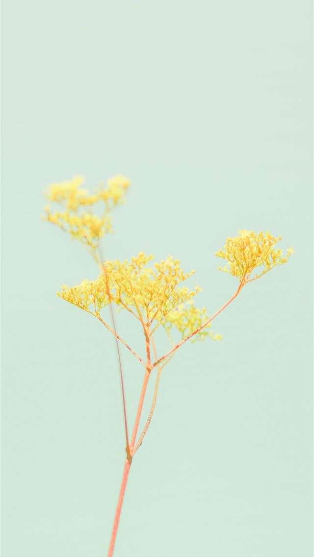 1284x2778 yellow leaf tree during daytime - yellow iPhone Wallpaper
