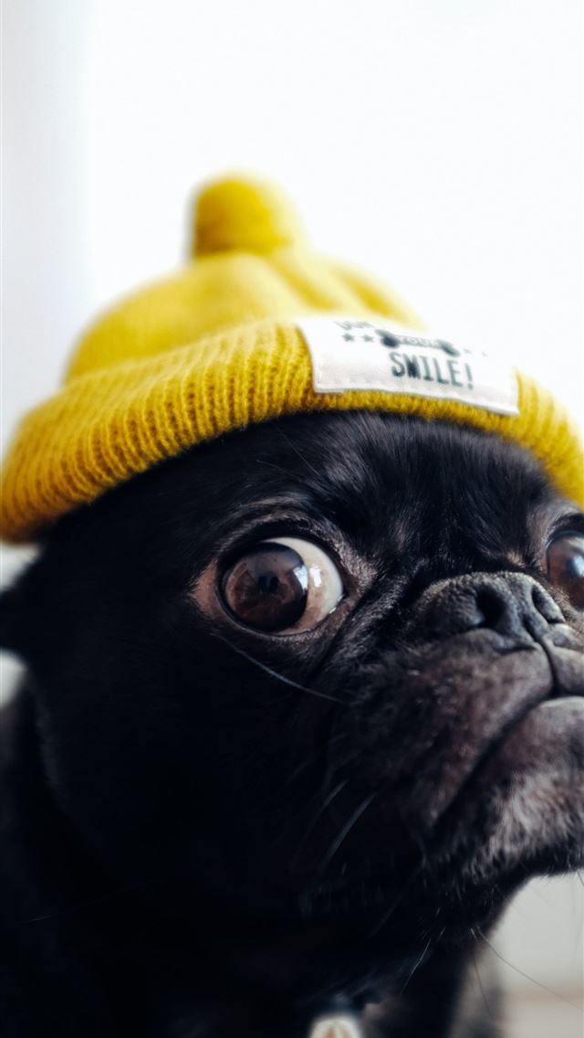 1284x2778 black pug puppy - pug iPhone Wallpaper