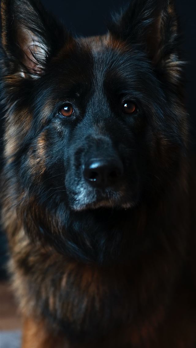 1284x2778 black and tan Belgian dog - grey iPhone Wallpaper