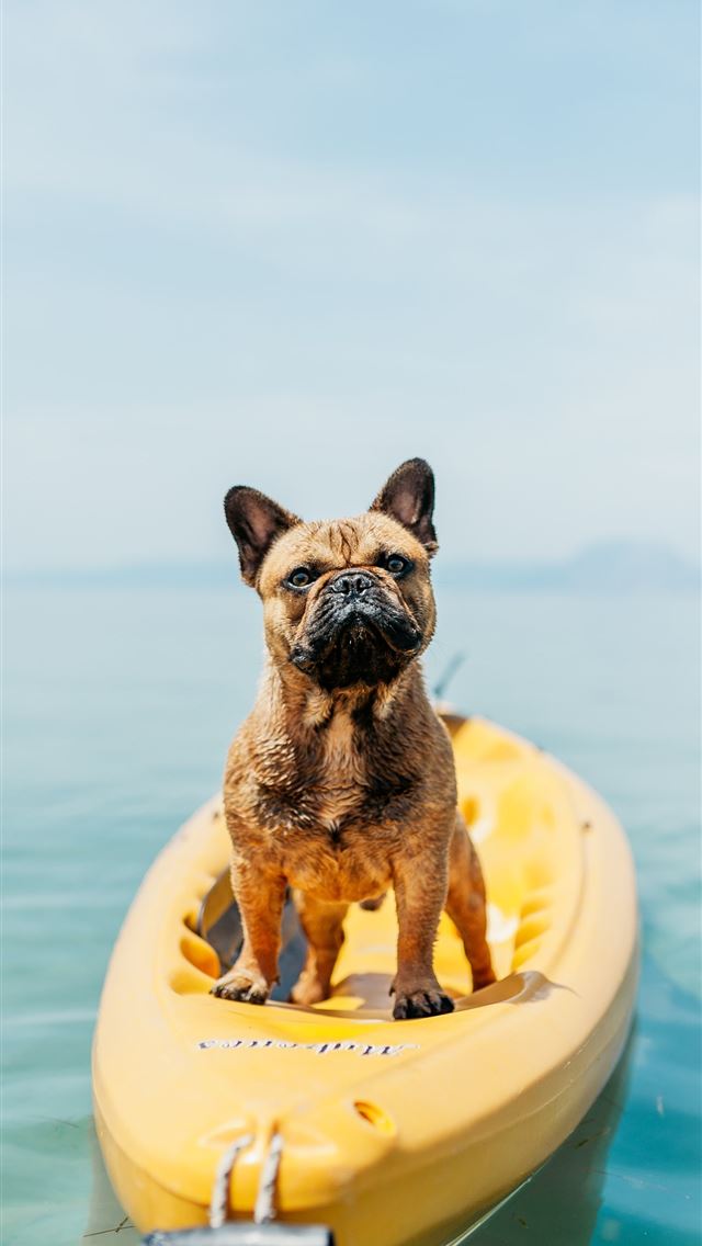 1284x2778 adult brown French bulldog standing on kayak - summer iPhone Wallpaper