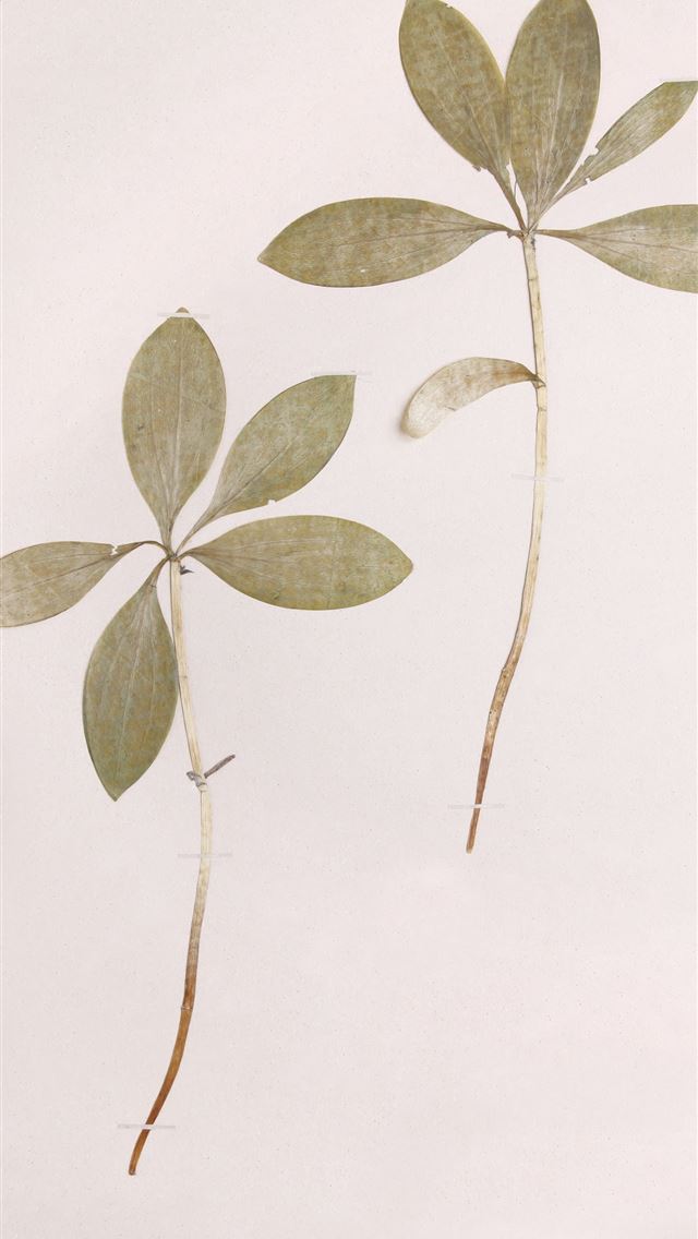 1284x2778 green and brown leaves illustration - illustration iPhone Wallpaper