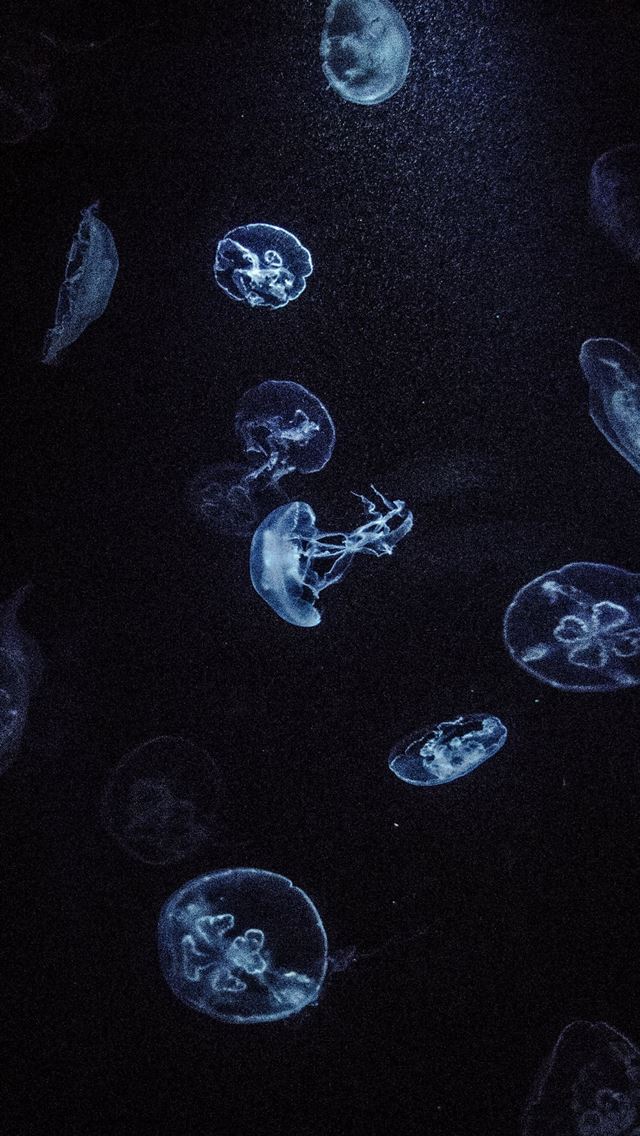 1284x2778 underwater photography of jellyfish -  iphone 13 Wallpaper