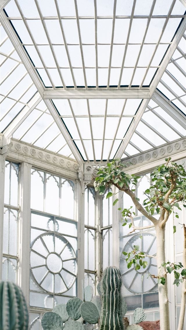 1284x2778 indoor tree and cactus near windowpane - spring iPhone Wallpaper