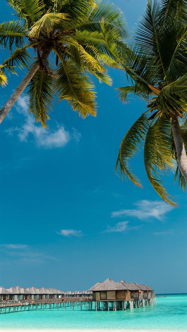 1284x2778 low angle photography of coconut trees on shore -  iphone 13 Wallpaper