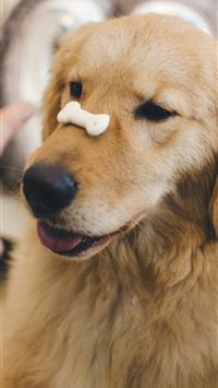 adult golden retriever with cookie bone on nose wallpaper