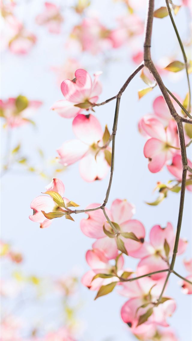 1284x2778 pink and white petaled flowers -  iphone 13 Wallpaper