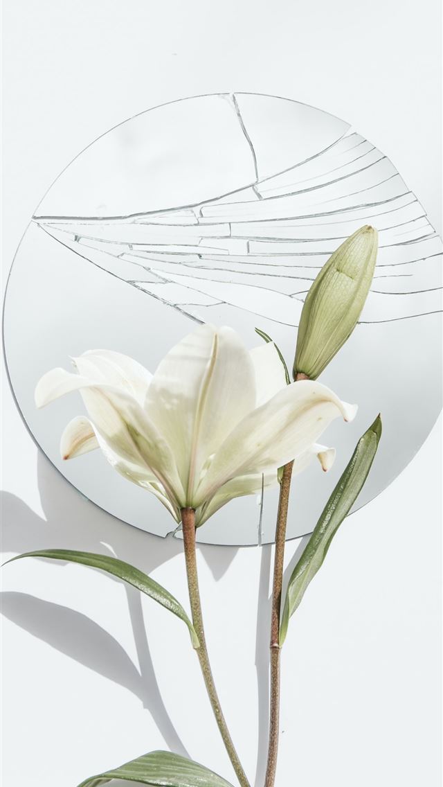 1284x2778 white petaled flower and mirror - flower iPhone Wallpaper